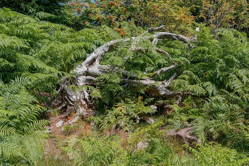 Adlerfarn (Pteridium aquilinum)