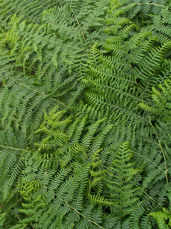 Adlerfarn (Pteridium aquilinum)