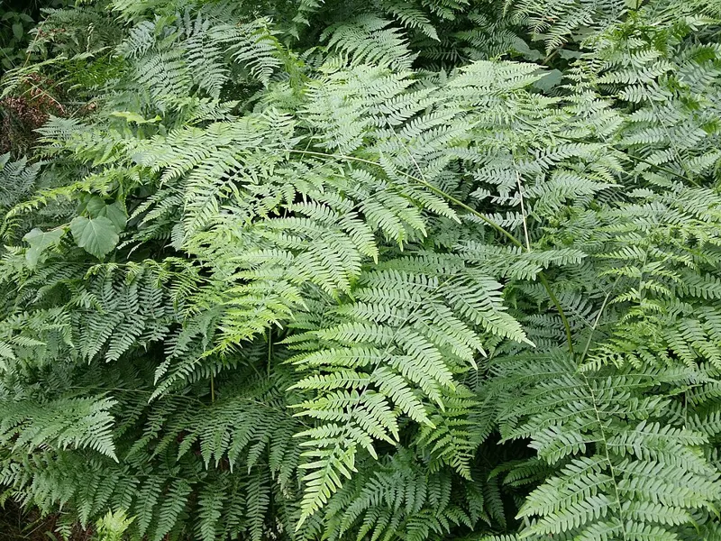 Adlerfarn (Pteridium aquilinum)
