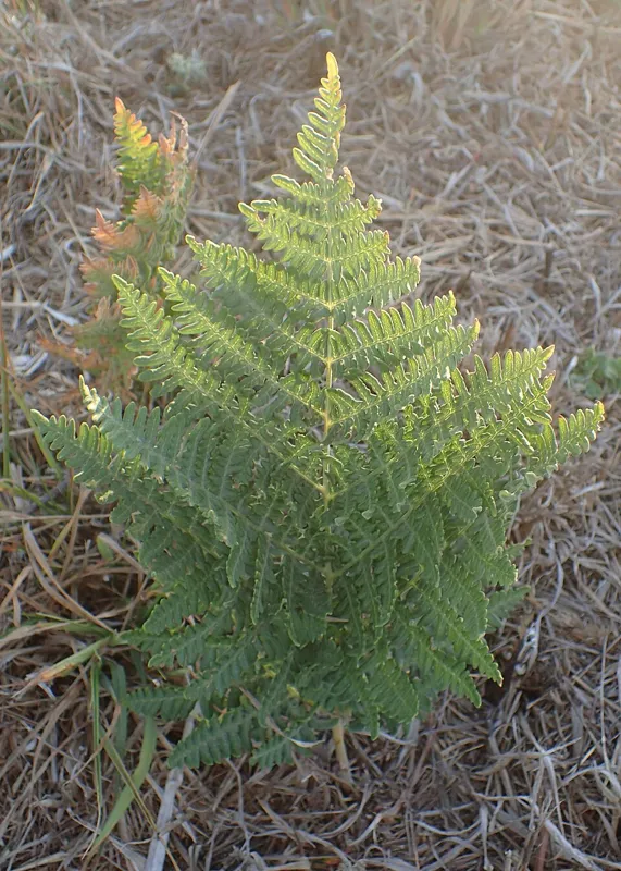 Adlerfarn (Pteridium aquilinum)