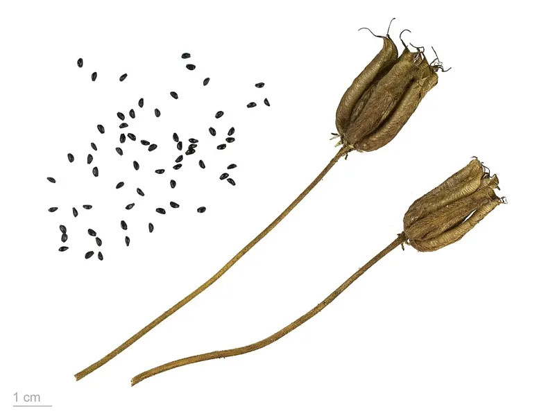Gemeine Akelei (Aquilegia vulgaris)