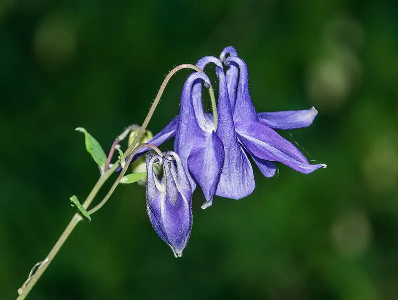 Gemeine Akelei (Aquilegia vulgaris)