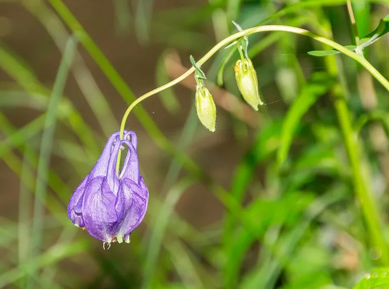 Gemeine Akelei (Aquilegia vulgaris)