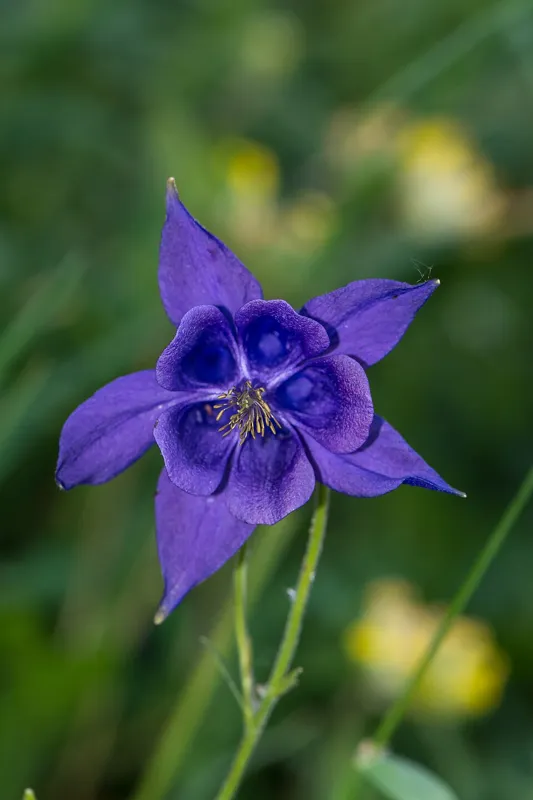 Gemeine Akelei (Aquilegia vulgaris)
