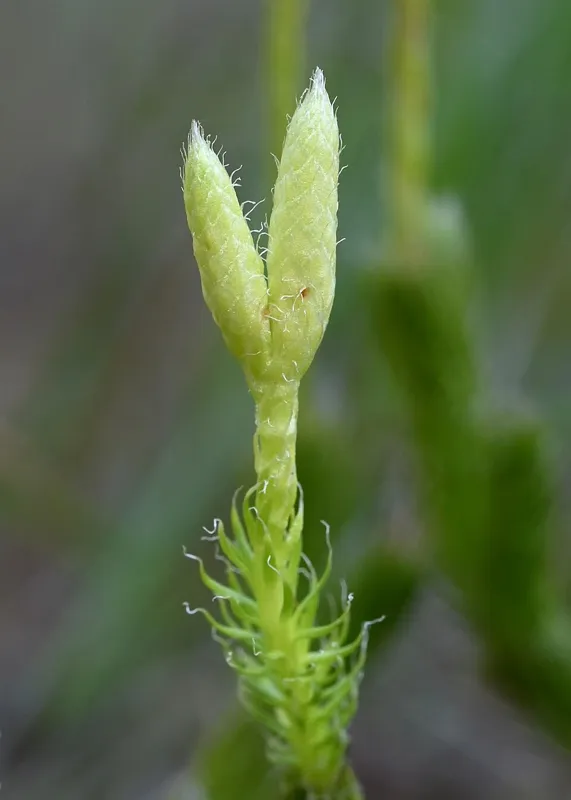 Stag's-horn clubmoss (Lycopodium clavatum)