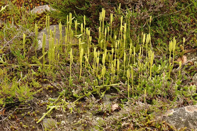 Stag's-horn clubmoss (Lycopodium clavatum)