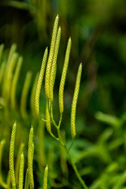 Stag's-horn clubmoss (Lycopodium clavatum)