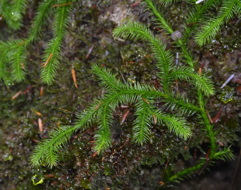 Stag's-horn clubmoss (Lycopodium clavatum)