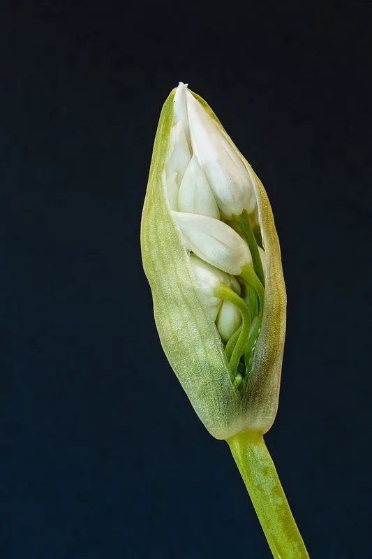Bärlauch (Allium ursinum)
