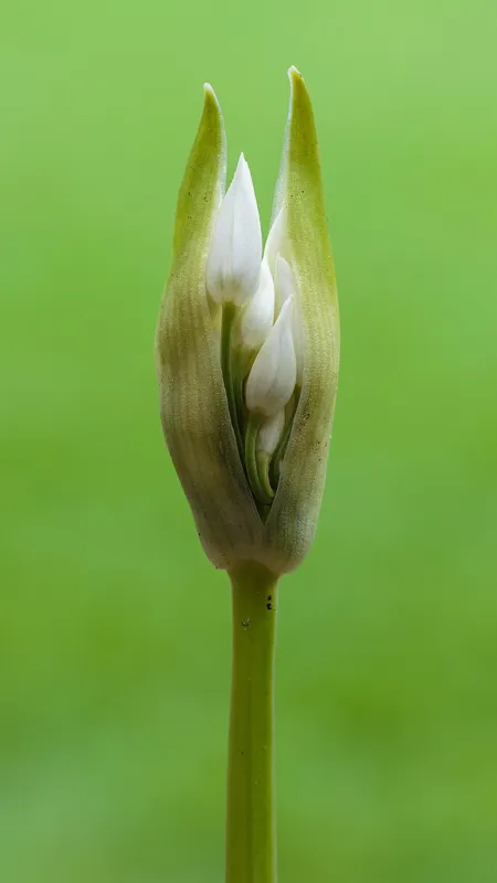 Bärlauch (Allium ursinum)