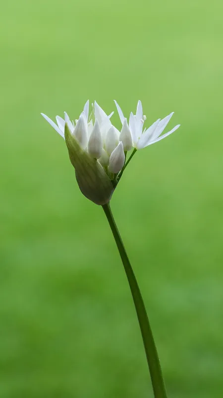 Bärlauch (Allium ursinum)