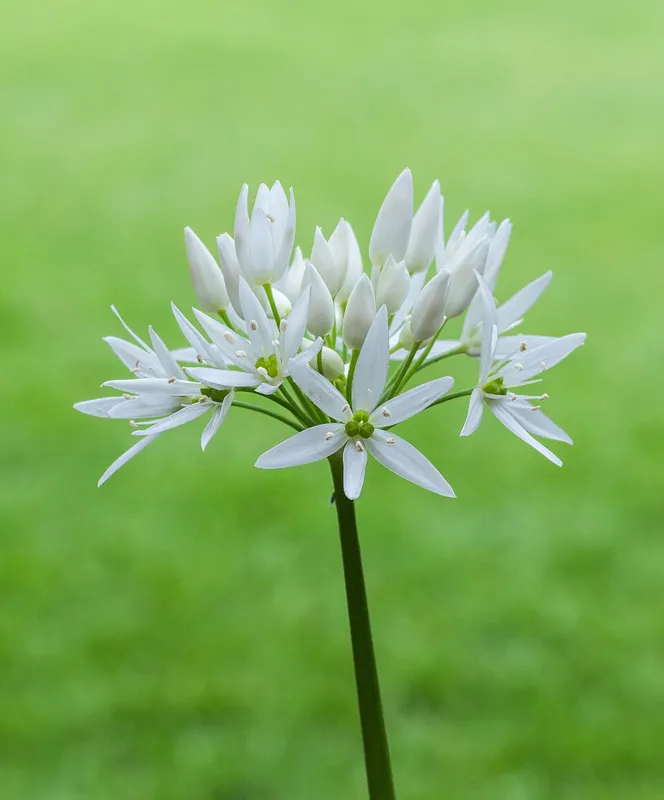 Bärlauch (Allium ursinum)