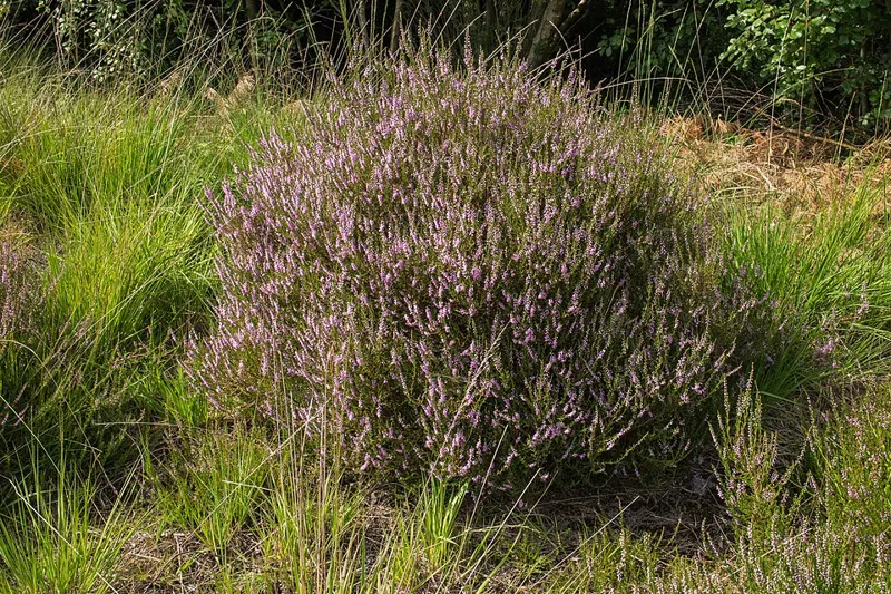 Besenheide (Calluna vulgaris)