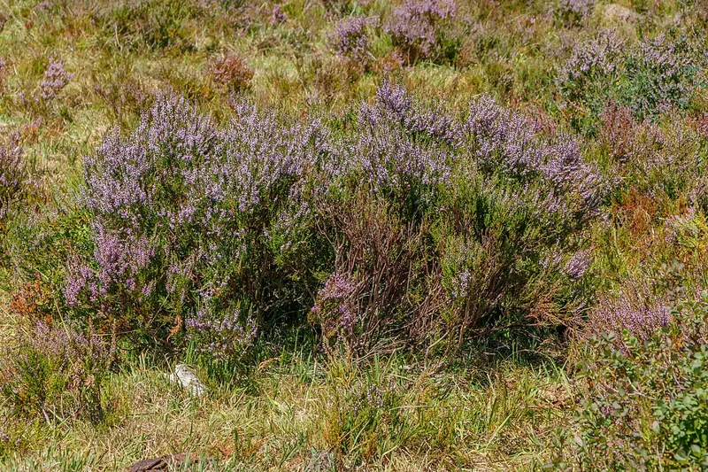 Besenheide (Calluna vulgaris)