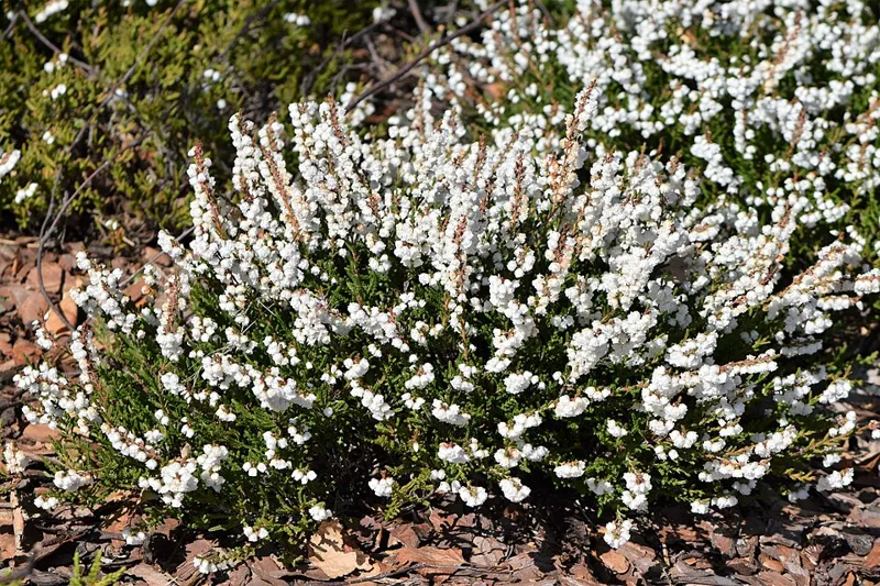Besenheide (Calluna vulgaris)