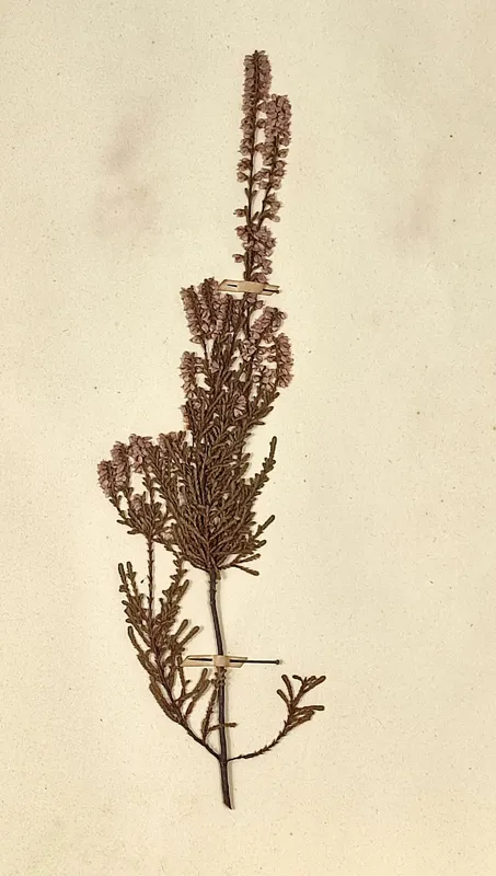 Besenheide (Calluna vulgaris)