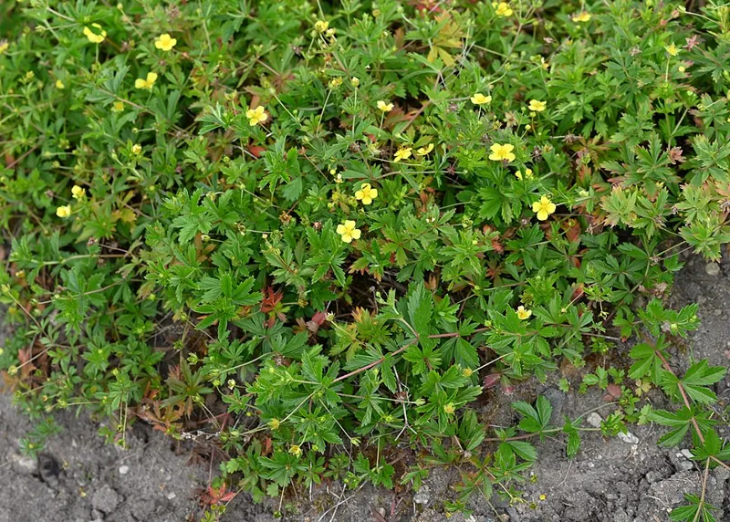 Blutwurz (Potentilla erecta)