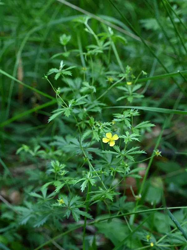 Blutwurz (Potentilla erecta)