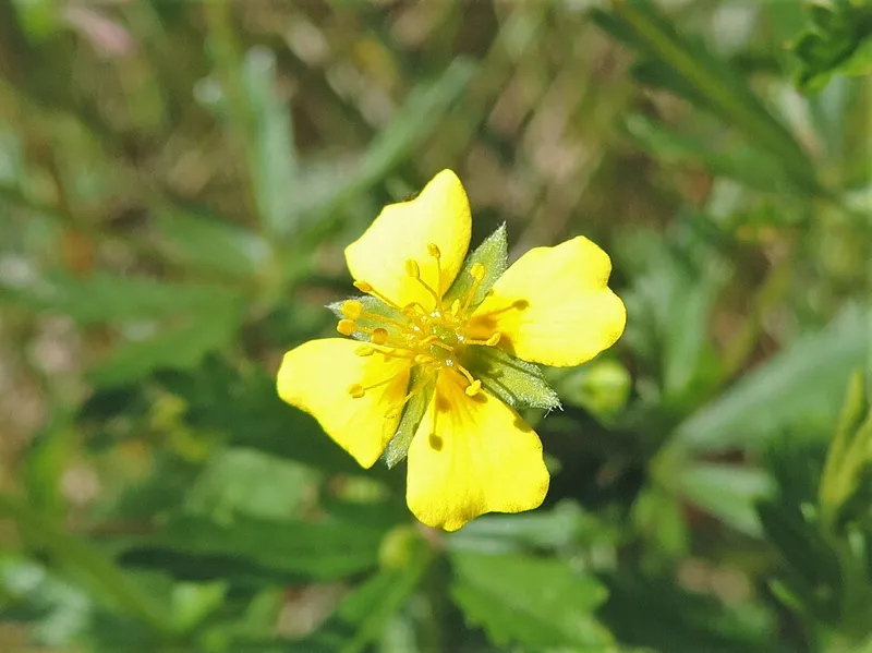 Blutwurz (Potentilla erecta)
