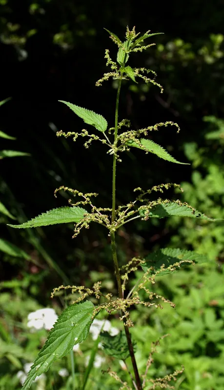 Brennesle (Urtica dioica)