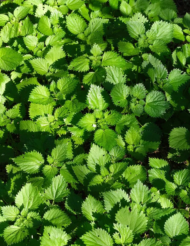 Brennesle (Urtica dioica)