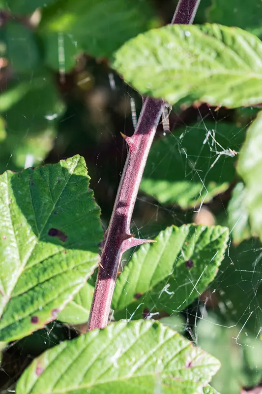 Brombeere (Rubus fruticosus)