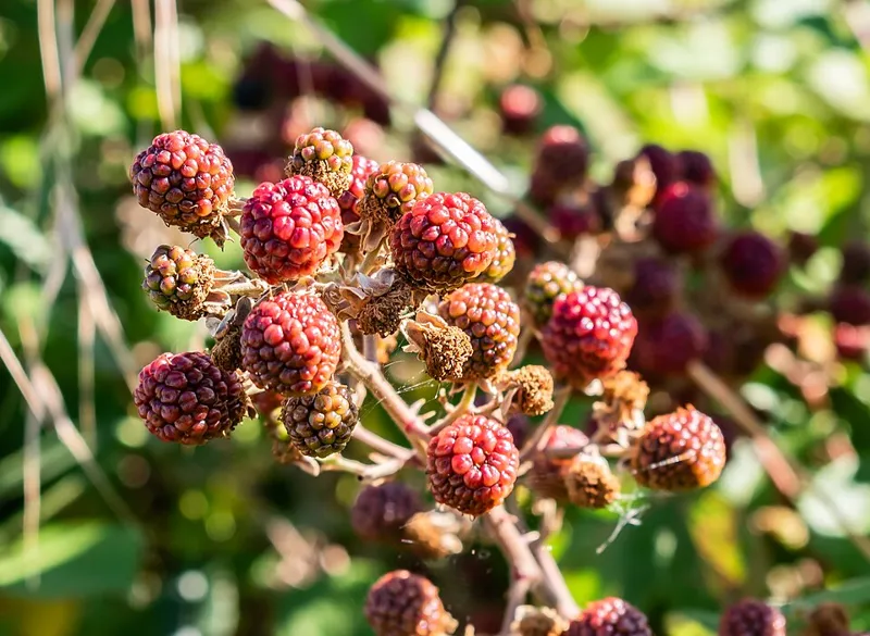 Brombeere (Rubus fruticosus)