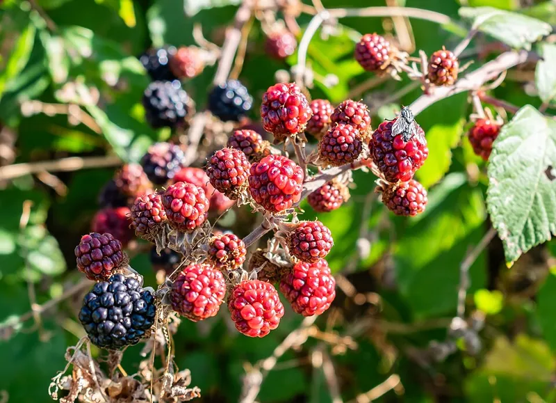 Brombeere (Rubus fruticosus)
