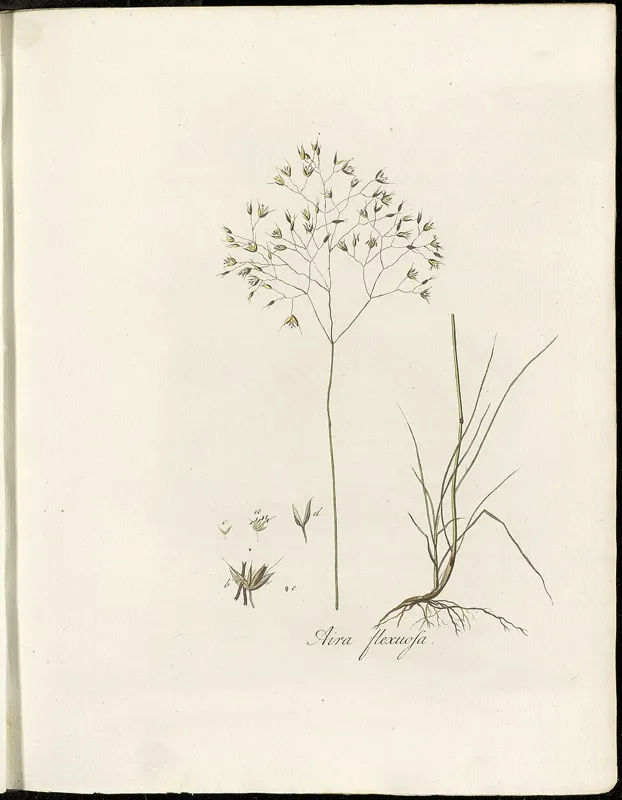 Drahtschmiele (Deschampsia flexuosa)