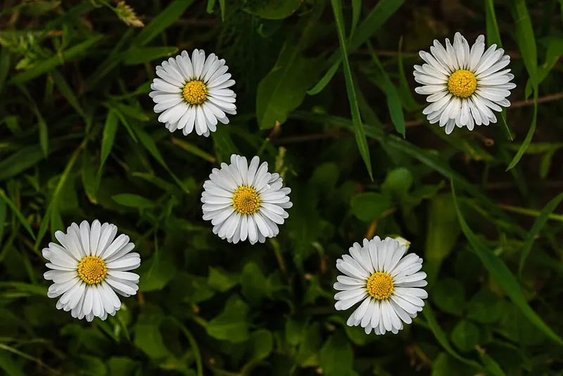 Gänseblümchen (Bellis perennis)