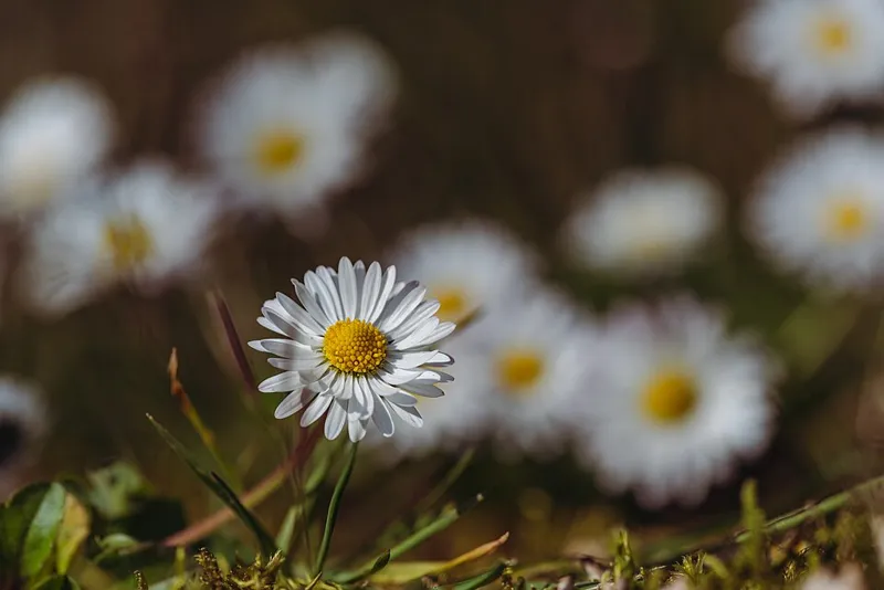 Gänseblümchen (Bellis perennis)