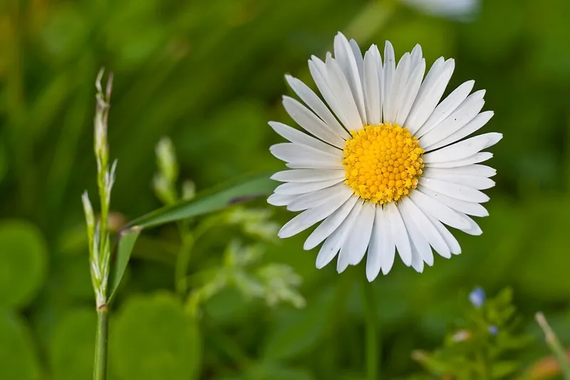 Gänseblümchen (Bellis perennis)
