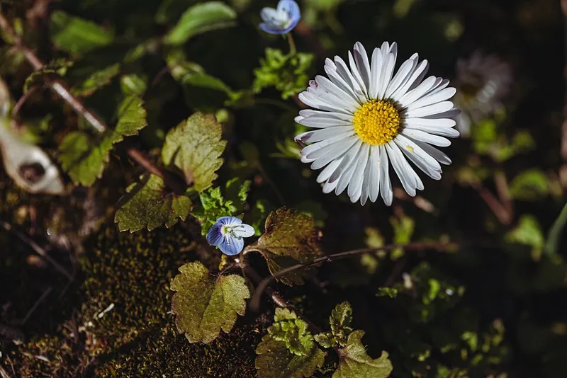 Gänseblümchen (Bellis perennis)