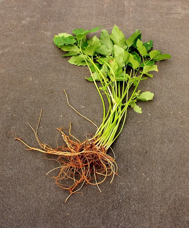 Ground elder (Aegopodium podagraria)