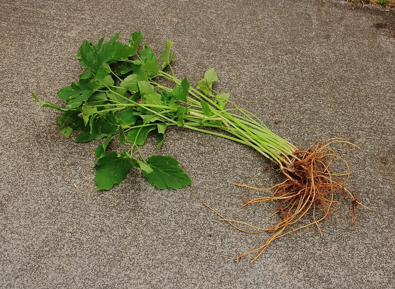 Ground elder (Aegopodium podagraria)