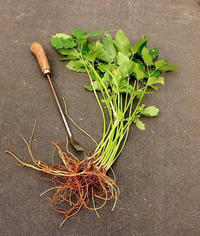 Ground elder (Aegopodium podagraria)
