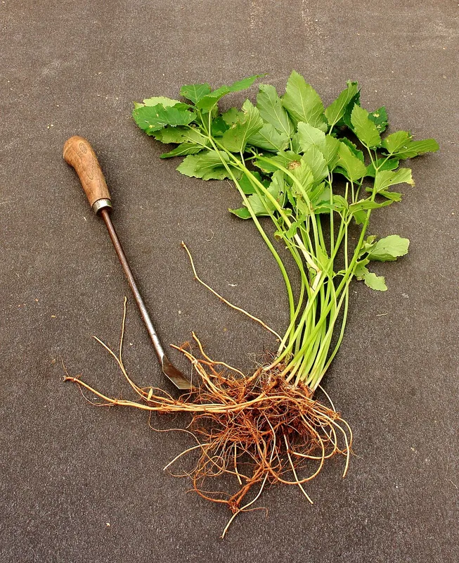 Ground elder (Aegopodium podagraria)