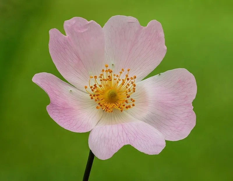 Hagebutte (Hundsrose) (Rosa canina)