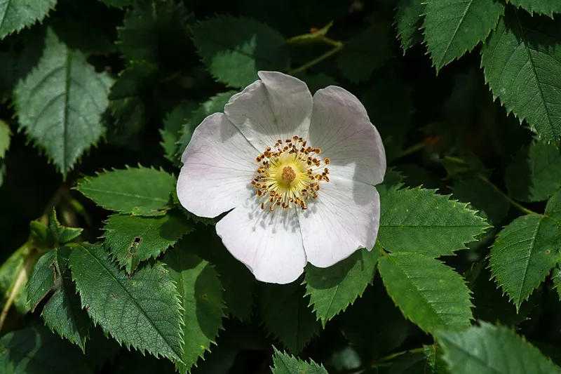 Hagebutte (Hundsrose) (Rosa canina)
