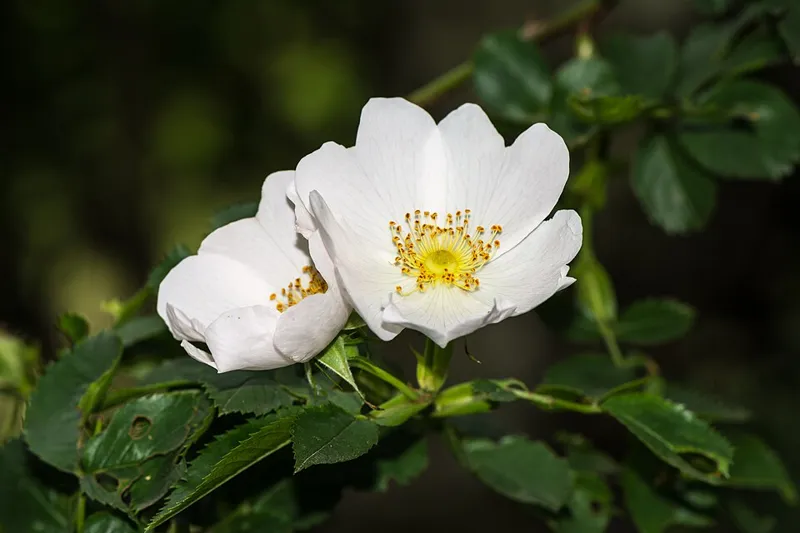 Hagebutte (Hundsrose) (Rosa canina)