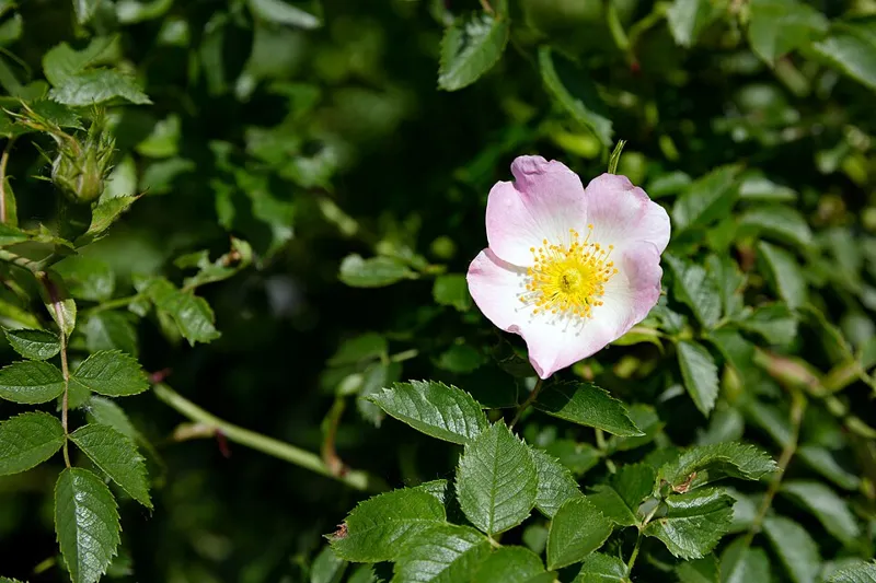 Hagebutte (Hundsrose) (Rosa canina)