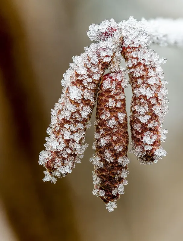 Leszczyna pospolita (Corylus avellana)