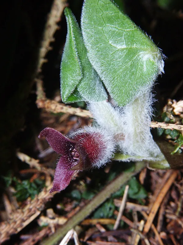 Haselwurz (Asarum europaeum)