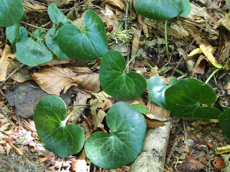 Haselwurz (Asarum europaeum)