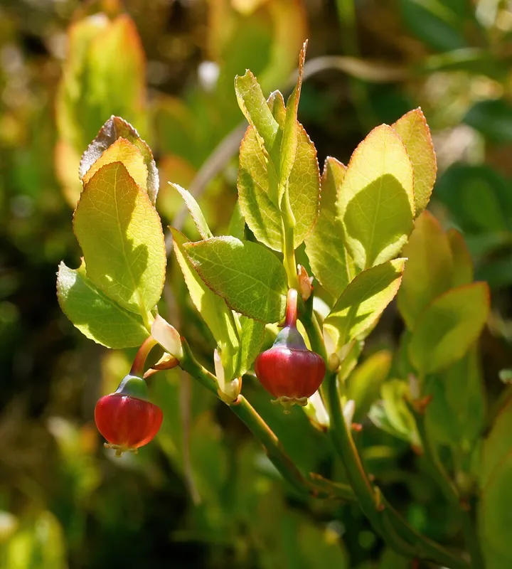 Heidelbeere (Vaccinium myrtillus)
