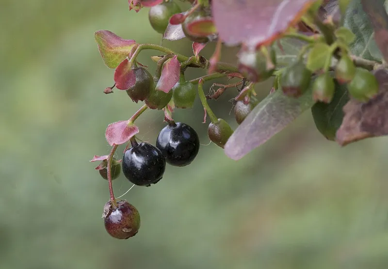 Heidelbeere (Vaccinium myrtillus)