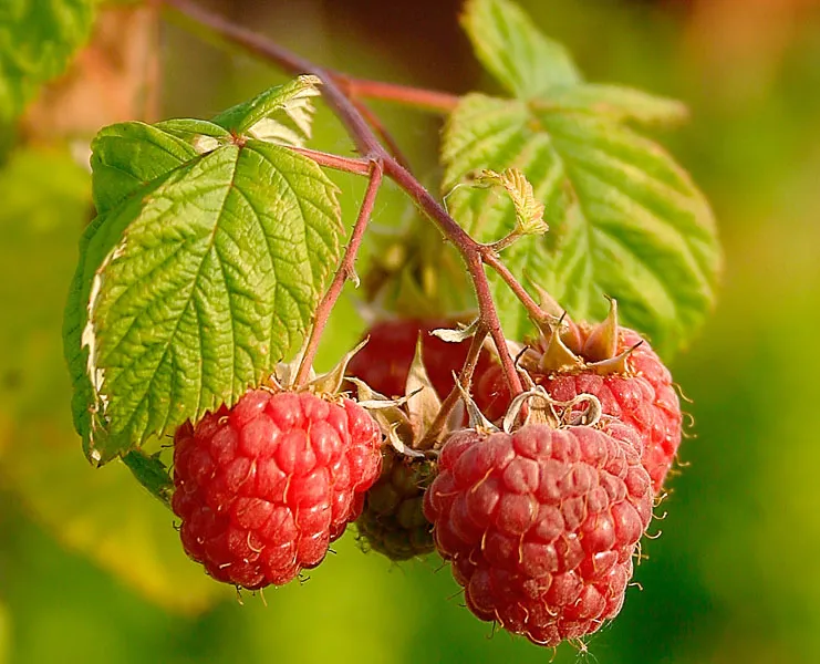 Himbeere (Rubus idaeus)