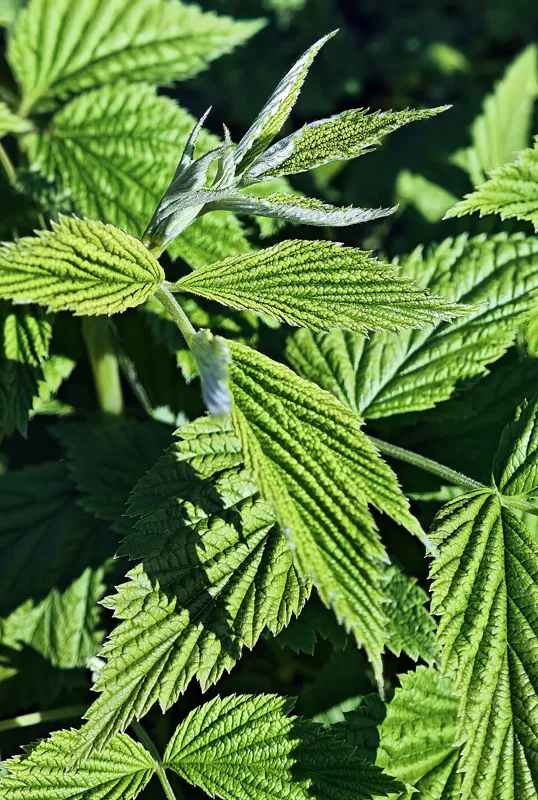 Himbeere (Rubus idaeus)