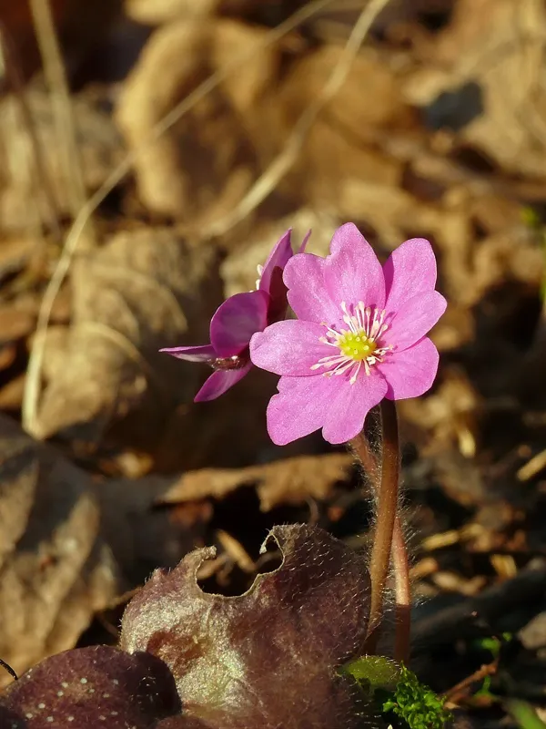 Leberblümchen (Hepatica nobilis)