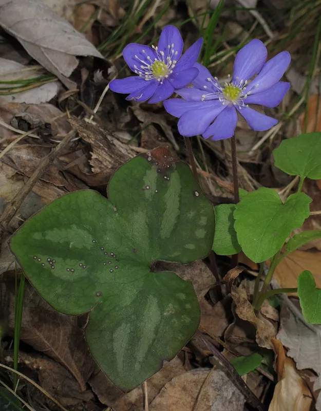 Leberblümchen (Hepatica nobilis)